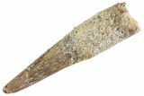 Fossil Pterosaur (Siroccopteryx) Tooth - Morocco #359989-1